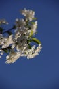 White cherry tree blossom with blue sky in the background in spring.in the Netherlands Royalty Free Stock Photo