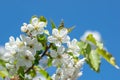 White cherry tree blossom flowers blooming in springtime against blue sky banner background. Royalty Free Stock Photo
