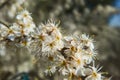 White cherry tree bossom Royalty Free Stock Photo