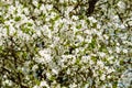 White cherry tree flowers. A beautiful flower blooms in spring. White plum, cherry blossoms bloom in early spring Royalty Free Stock Photo