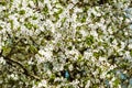 White cherry tree flowers. A beautiful flower blooms in spring. White plum, cherry blossoms bloom in early spring Royalty Free Stock Photo