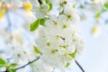 White cherry tree flowers close-up. Soft focus. Spring gentle blurred background. Blooming apricot blossom branch Royalty Free Stock Photo