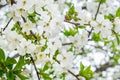 White cherry tree flowers close-up. Soft focus. Spring gentle blurred background. Blooming apricot blossom branch Royalty Free Stock Photo