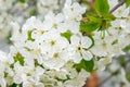 White cherry tree flowers close-up. Soft focus. Spring gentle blurred background. Blooming apricot blossom branch Royalty Free Stock Photo