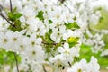 White cherry tree flowers close-up. Soft focus. Spring gentle blurred background. Blooming apricot blossom branch Royalty Free Stock Photo