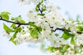 White cherry tree flowers close-up. Soft focus. Spring gentle blurred background. Blooming apricot blossom branch Royalty Free Stock Photo