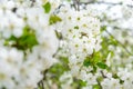 White cherry tree flowers close-up. Soft focus. Spring gentle blurred background. Blooming apricot blossom branch Royalty Free Stock Photo