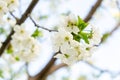 White cherry tree flowers close-up. Soft focus. Spring gentle blurred background. Blooming apricot blossom branch Royalty Free Stock Photo