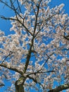White cherry tree full bloom with a blue sky background Royalty Free Stock Photo