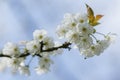 White cherry trees blossom at parc de sceaux near paris france