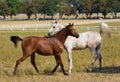 White and chesnut arabian horses Royalty Free Stock Photo