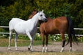 White and chesnut arabian horses Royalty Free Stock Photo