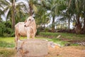 A white chesnut coloured calf standing on grass, face looking away with oil palm tree on background, near the lake
