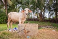 A white chesnut coloured calf standing on grass, face looking to the camera with oil palm tree on background, near the lake