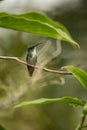 White-chested Emerald sitting on branch in garden, bird from caribean tropical forest, Trinidad and Tobago, beautiful tiny humming