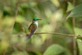 White-chested Emerald sitting on branch in garden, bird from caribean tropical forest, Trinidad and Tobago, beautiful tiny humming Royalty Free Stock Photo