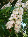 White chestnut flowers on a background of green leaves