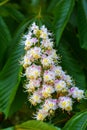 White chestnut flowers close-up photographed against