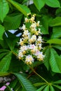 White chestnut flowers close-up photographed against