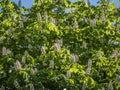 White chestnut flowers on tree leaves background, selective focus.Spring blossoming chestnut tree flowers. Aesculus Royalty Free Stock Photo