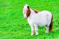 White chestnut pony horse in green grass field Royalty Free Stock Photo