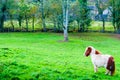 White chestnut pony horse in green grass field Royalty Free Stock Photo