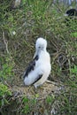 White chick frigate bird on the branch Royalty Free Stock Photo