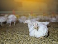 The white chicken in the agriculture business farming