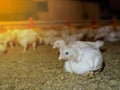 The white chicken in the agriculture business farming