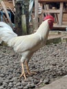 White chicken on backyard Royalty Free Stock Photo
