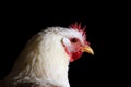 White chicken on a black background portrait Royalty Free Stock Photo