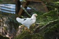 White chicken with black feathers standing on mossy rock