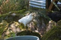 White chicken with black feathers standing on mossy rock