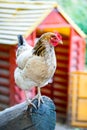 White chicken with brown head, stand on a log, with hen house on