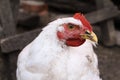 White chicken close-up in the backyard