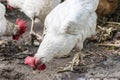 White chicken close-up on the farm. Laying hen on grazing. Natural farm production