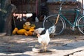 White chicken drinks in a rustic courtyard Royalty Free Stock Photo