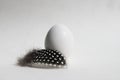White Chicken Egg And Guinea Fowl Feather On A White Background