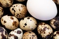 White Chicken Egg And Speckled Little Quail Eggs Royalty Free Stock Photo