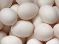 White Chicken Eggs Royalty Free Stock Photo