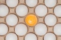 White chicken eggs in the carton box Royalty Free Stock Photo