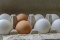 White chicken eggs in a paper-colored tray close-up Royalty Free Stock Photo