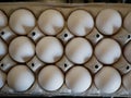 White chicken eggs in a special container. natural food. health food.