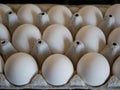 White chicken eggs in a special container. natural food. health food.