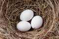 White chicken eggs in a straw nest Royalty Free Stock Photo