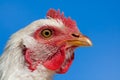 White chicken face closeup on blue sky