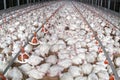 White chicken farming with lot of chickens Royalty Free Stock Photo