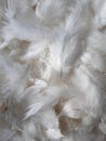 White Chicken feather texture background. Bohemian boho style vintage color trends