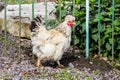 White chicken with forelock in the garden garden near the fence_