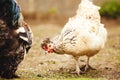 White chicken in the garden. Domestic bird.